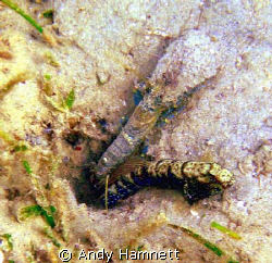 Symbiosis. Shrimp with his guard dog.  by Andy Hamnett 